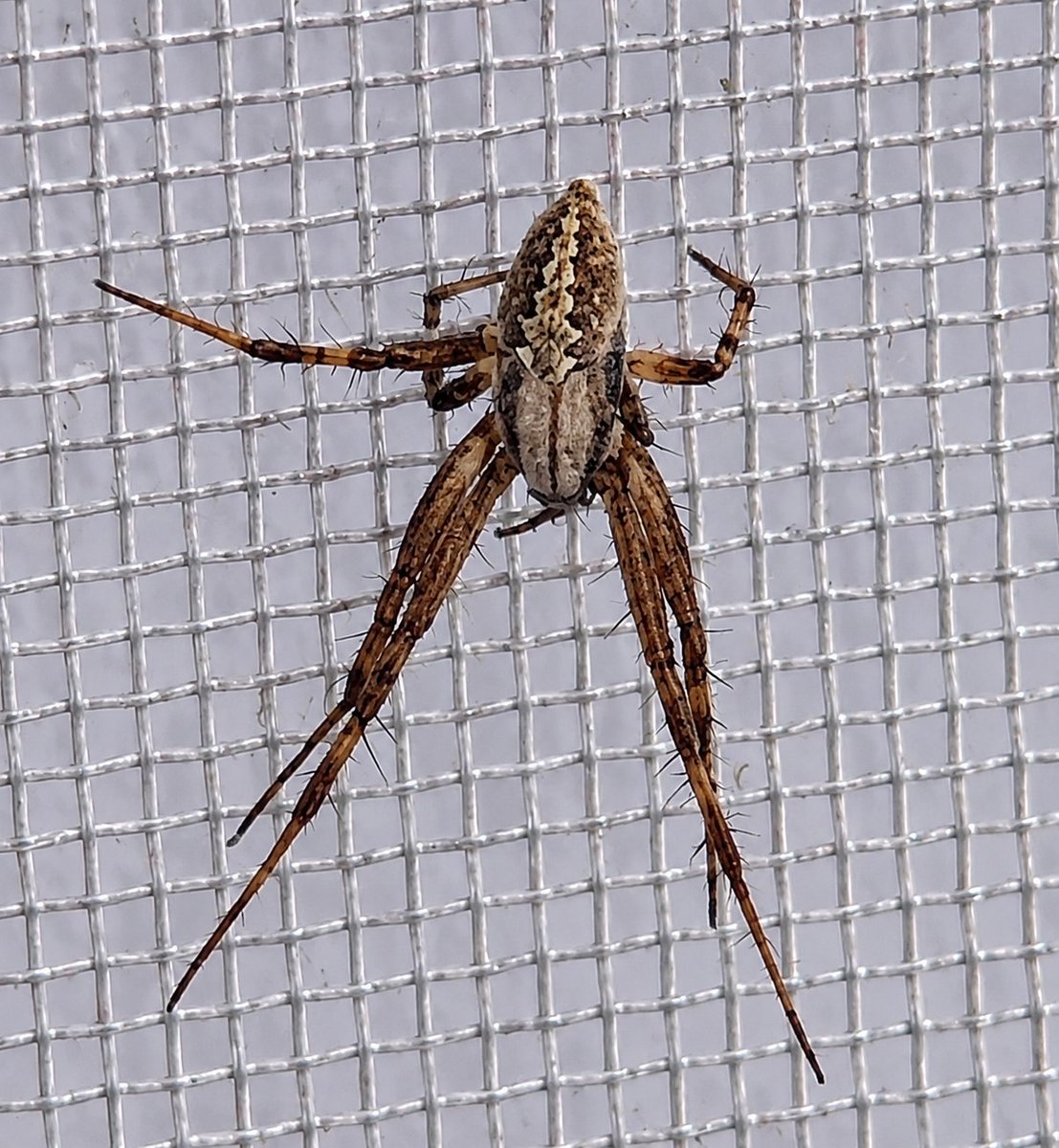 Enhanced Spider Macro Photo
