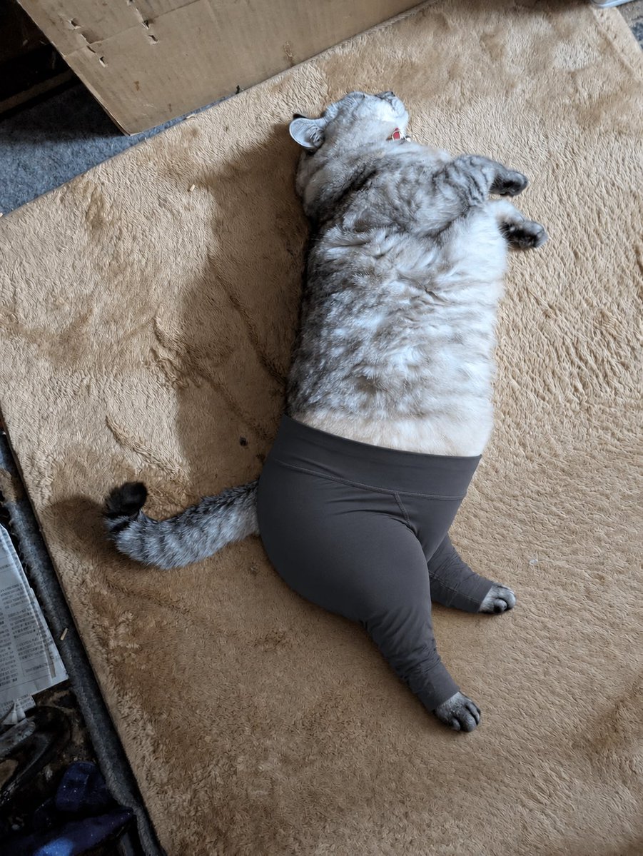 Cat Wearing Yoga Pants