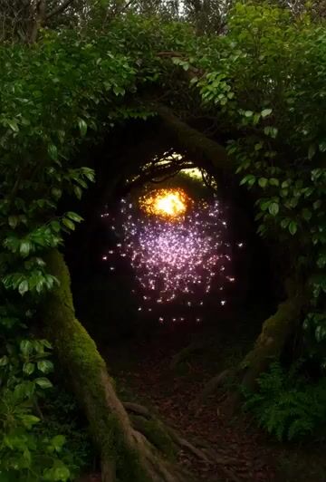 Bioluminescent Fireflies in Dark Thicket Video