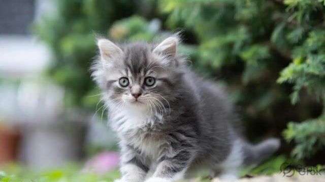 Fluffy Kitten in Outdoor Setting