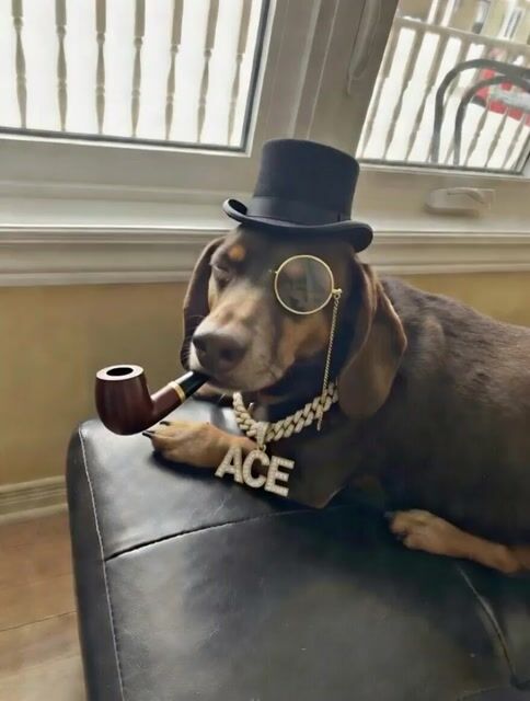 Brother dog in a tuxedo with cognac and gold chain video prompt