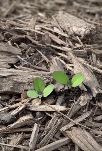 Time-lapse of black cherry sunflowers growing