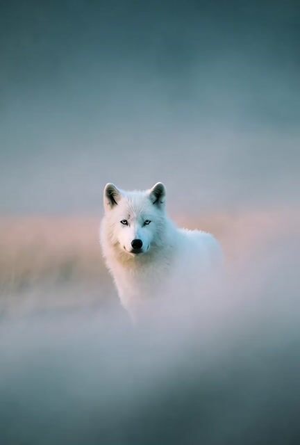 Grok Imagine prompt: White wolf photograph