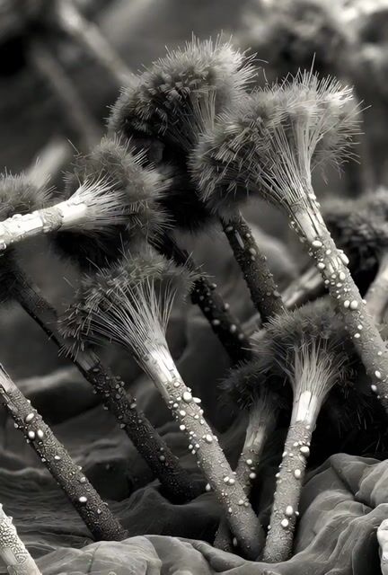 Microscopic Photograph of Iron Whiskers and Crystals