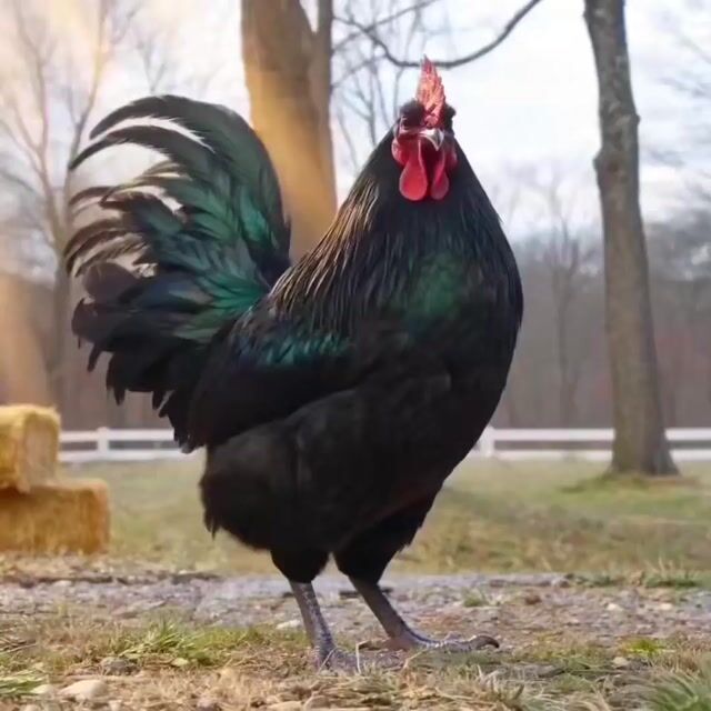 Cinematic Epic Rooster Action Hero Video Prompt