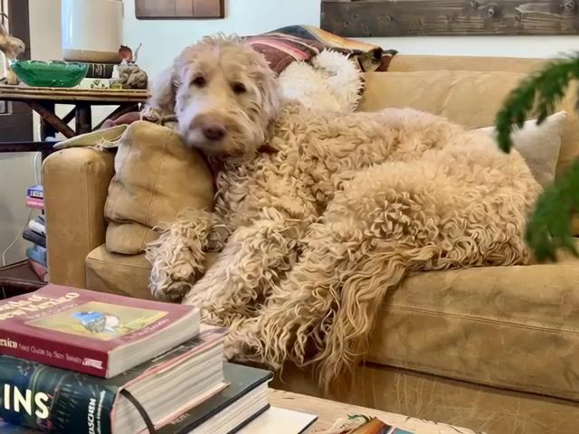 Goldendoodle Digging on the Moon Video