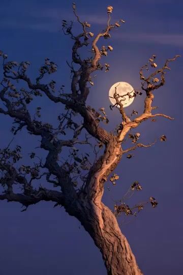 Tree of Hearts and Crows