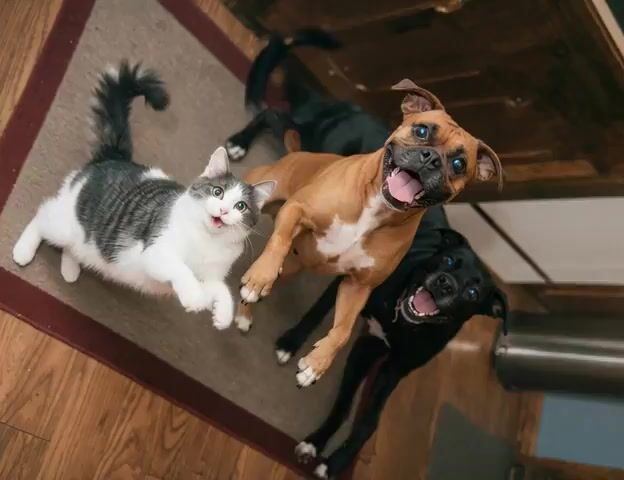 Excited Dogs Greeting Video