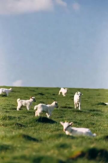 Goats Jumping to the Moon
