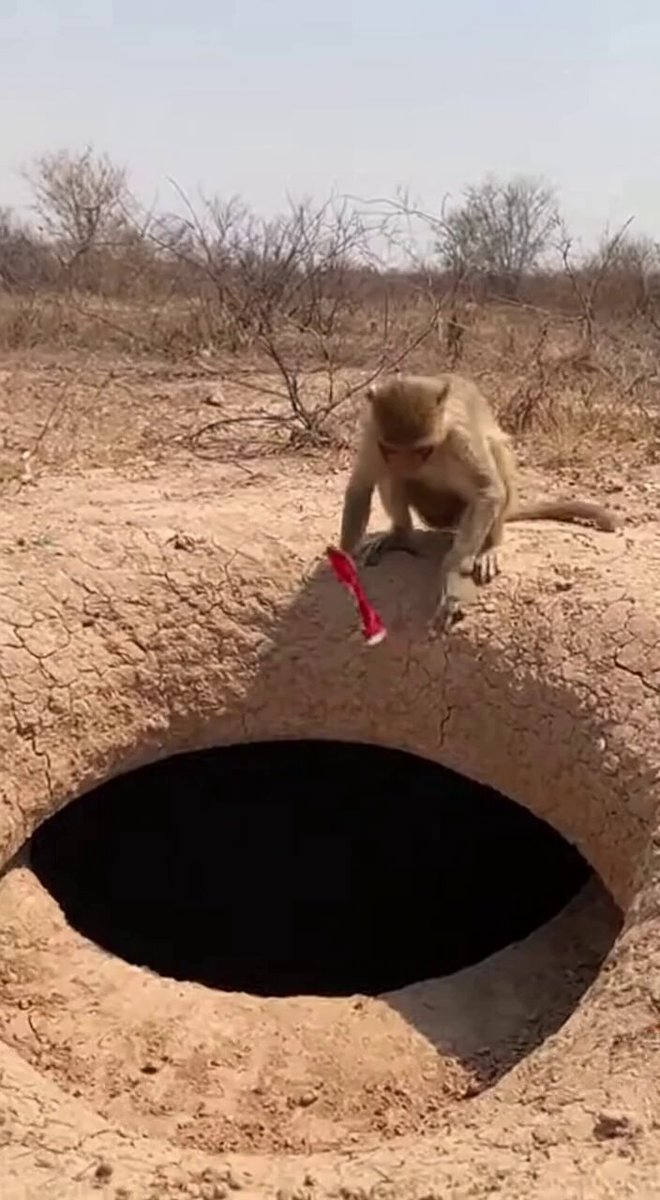 Video Generation Prompt: Monkey and Firecrackers