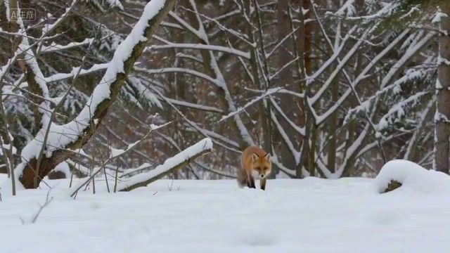 Ultra-Realistic Fox Hunt Documentary