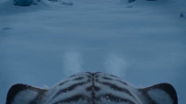 White Tiger Hunter in Glacial Canyon