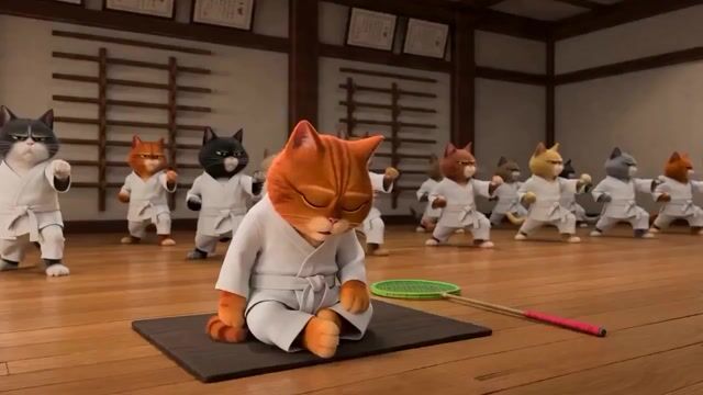 Taekwondo Cat Rooftop Chase