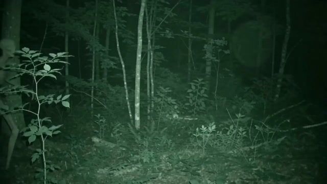 Skinwalker Night Vision Footage
