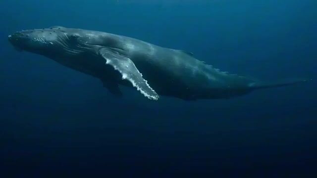 Deep ocean trench scene with a peaceful giant